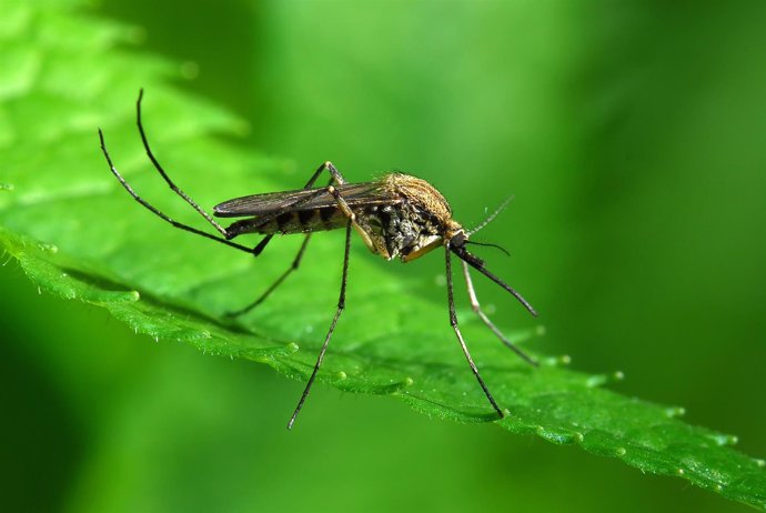 Mosquito Aedes albopictus, más conocido como mosquito tigre