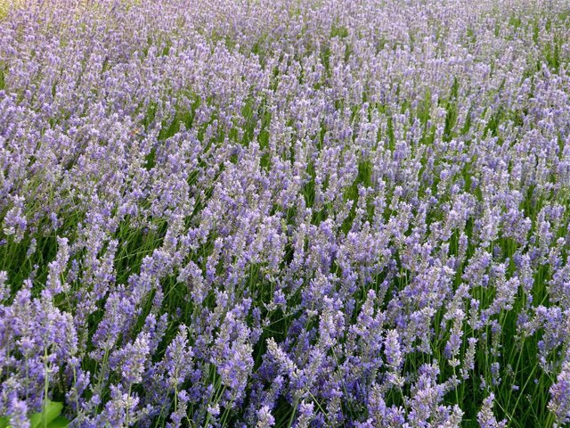 Espliego, lavanda, hierbas aromáticas, herbolistería, terapias naturales