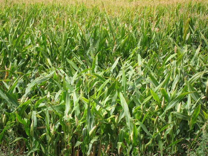 Campo De Maiz, Transgénicos