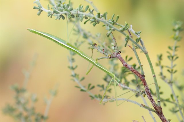 Un ejemplar del ‘insecto palo’ autóctono de Sierra Espuña