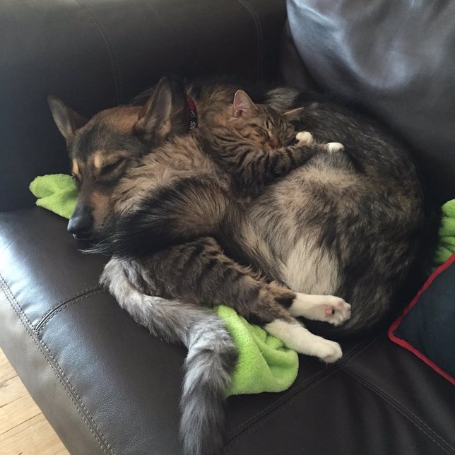 La adorable relación entre este perro y este gato