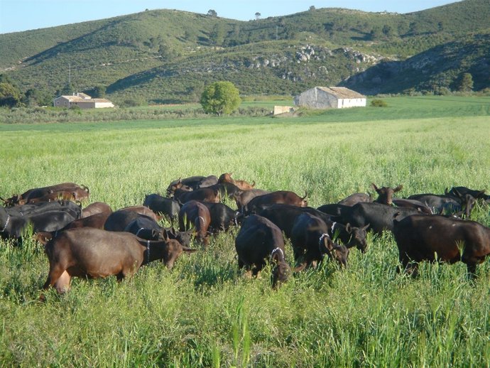 Un rebaño de cabras de la raza murciano-granadina en el campo