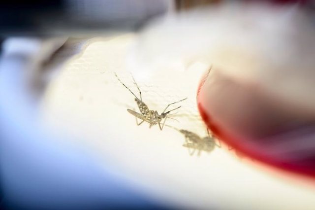 Bacterias benignas bloquean la transmision de los mosquitos del virus