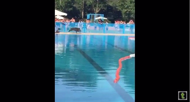 Un jabalí se cuela en la piscina municipal de Tomelloso