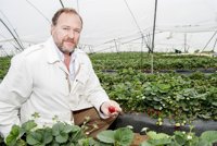 La mayor campaña de la fresa de Huelva desde 2012 alcanza las 290.000 toneladas