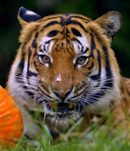 Imagen de archivo de un tigre asiático