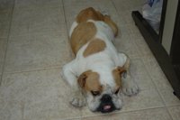 Investigado por maltrato animal por abandonar a su perra varios meses