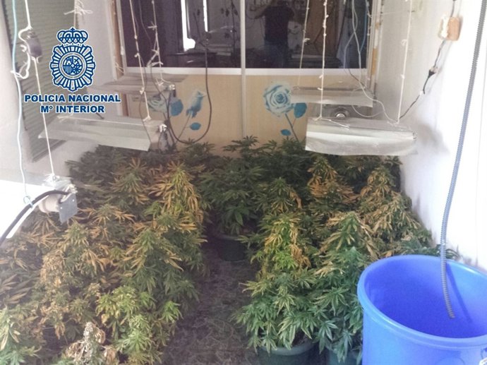 Marihuana requisada en Málaga
