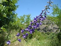 Delphinium bolosii 