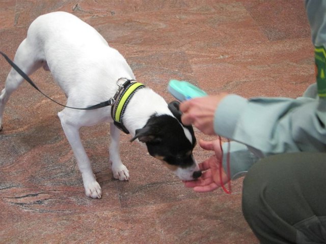 Perro con un chip censado en Catalunya. Animal de compañía, abandonos