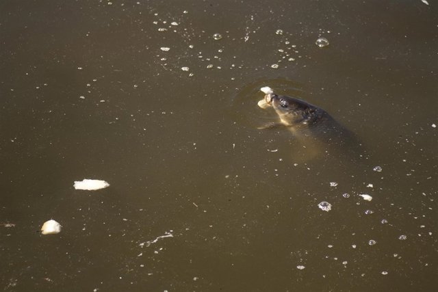 Carpa,Río Tajo, Pez, Toledo