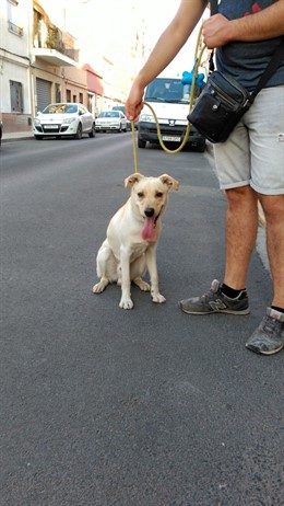 Perro abandonado
