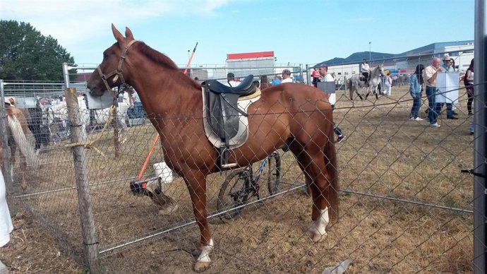 Feria del ganado en el polígono de Agustinos.