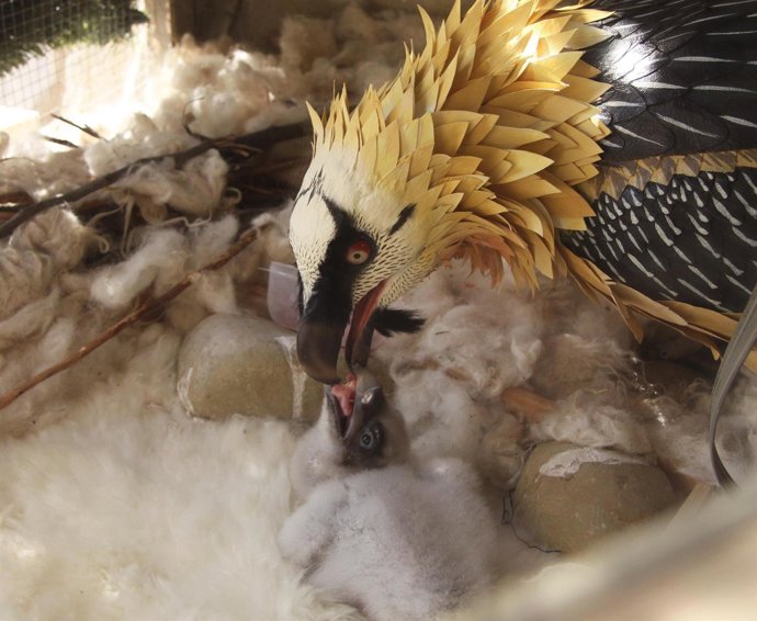 Pollos de quebrantahuesos recién nacidos