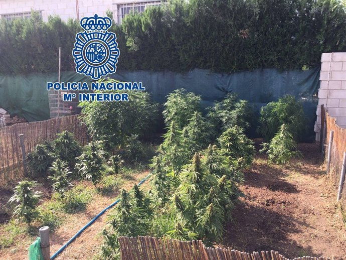Plantación de marihuana desmantelada en El Higuerón
