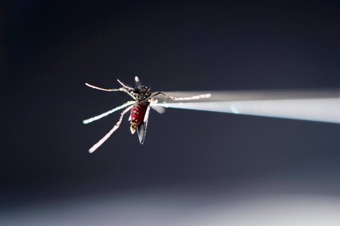La infección de zika se prolonga en el embarazo