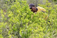 Aumentan un 39,1% los terrenos dedicados al cultivo de hoja de coca en Colombia