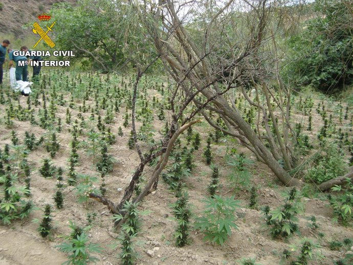 Plantación de marihuana en Sierra de Lújar