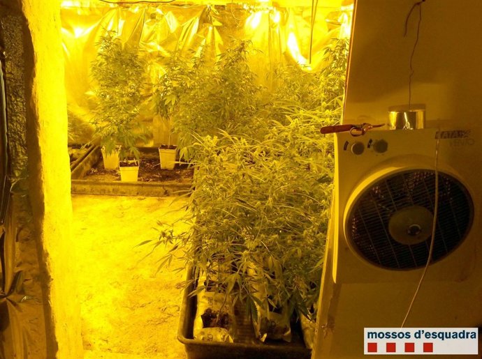 Almacén con marihuana en Gavarra