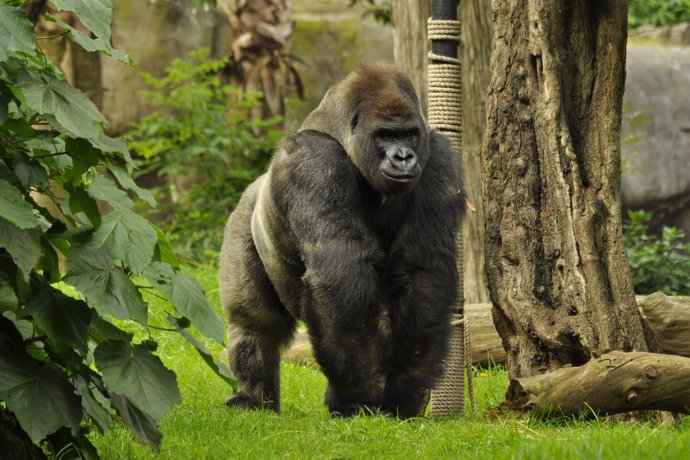 Bantú, gorila