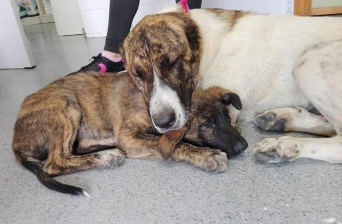 Los dos perros descansan tras ser rescatados