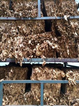 Tabaco en fábrica de Cetarsa