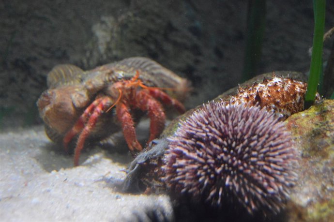 Nuevos inquilinos en el Acuario de Almuñécar