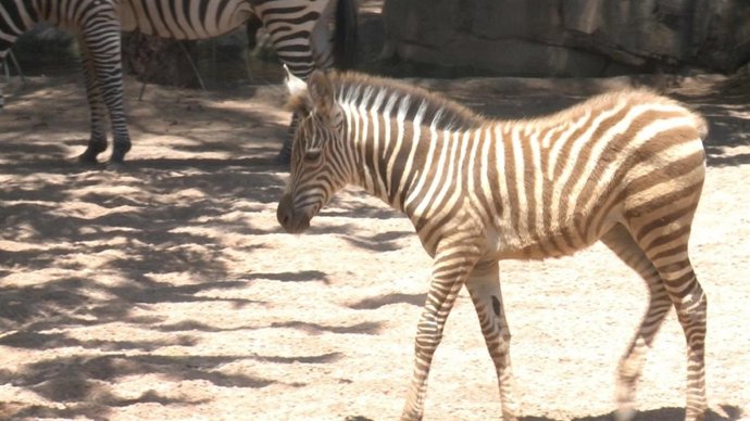 Vídeo de la noticia