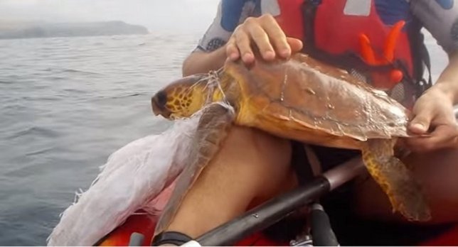 Tortuga rescatada en Gran Canaria con un plástico alrededor del cuello
