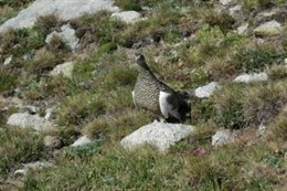 Perdiz blanca de los Pirineos