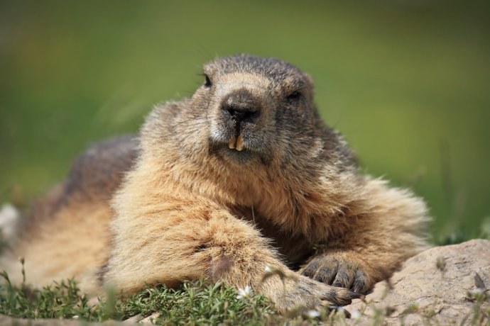 Ejemplar de marmota alpina (Marmota marmota)
