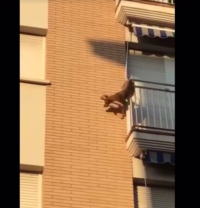 Perro desatendido en una terraza se lanza al vacío