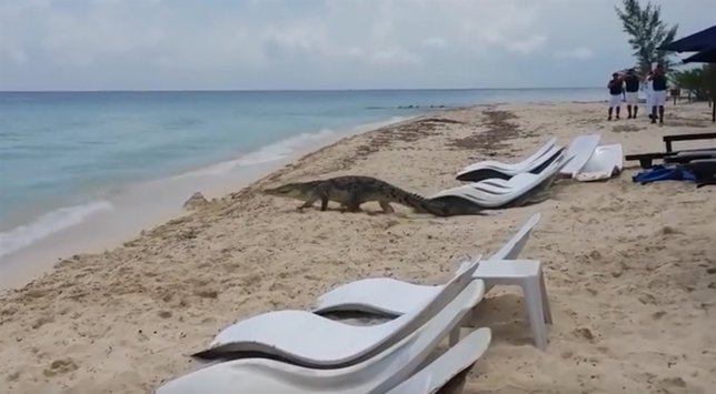 Cocodrilo se pasea parsimoniosamente por una playa de México