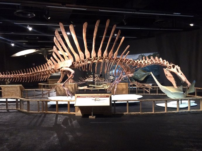 El Spinosaurus del Museu Blau