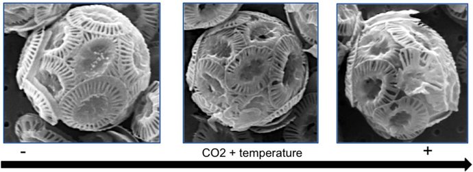 Cambios en los cocolitóforos por la temperatura y la acidificación