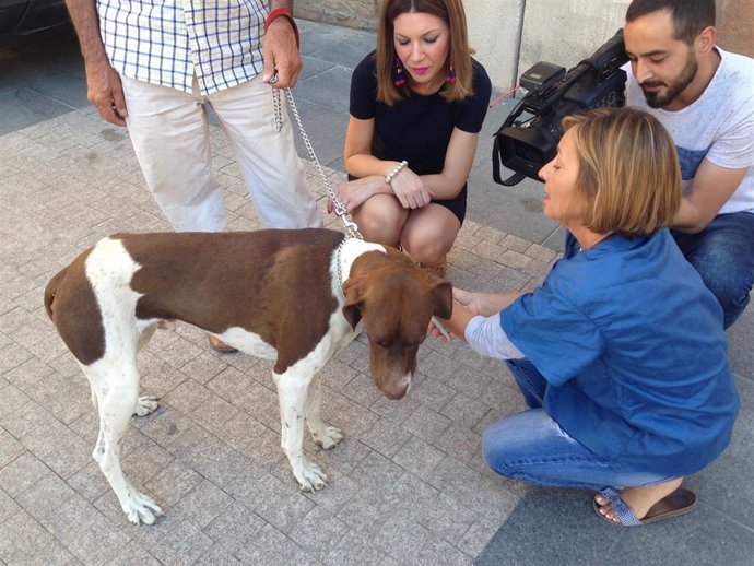 La Campaña Oficial De Prevención Contra La Rabia En Animales De Compañía Realiza