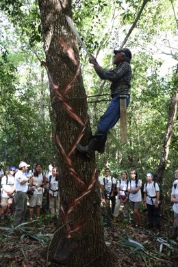 Un chiclero escala un árbol en Tres Garantías (México) durante la ruta BBVA