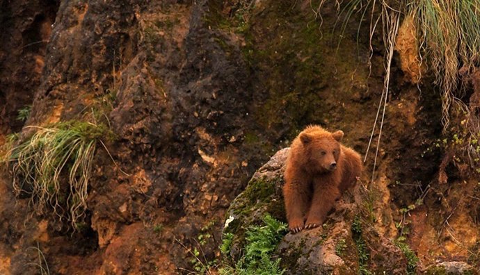 Oso pardo en Cabárceno