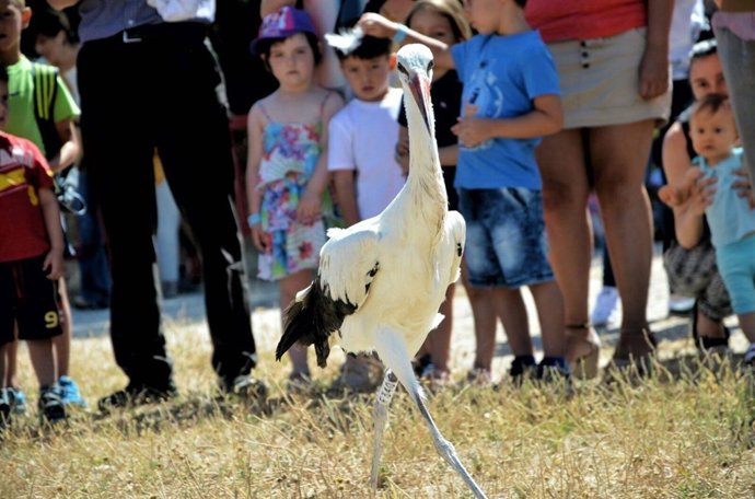 Cigüeña en Alcalá