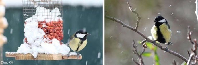 Las aves se alimentan menos cuando aumenta el ruido