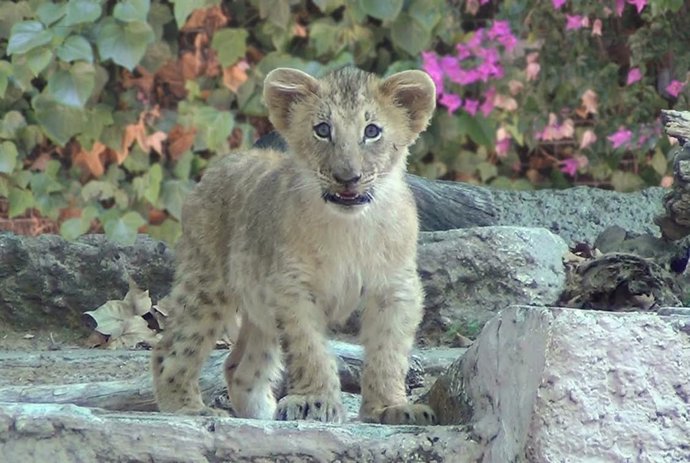 Nueva cría de león en el Zoo de Barcelona