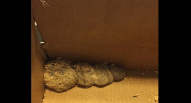 Hamsters abandonados encontrados gracias a la app Pokemon Go