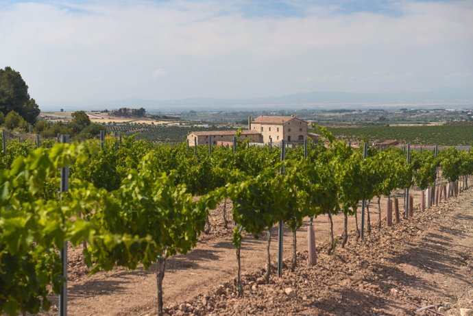 Finca L'Aranyó de Bodegas Torres en Juneda (Lleida)