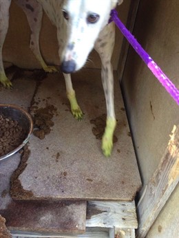 Uno de los perros rescatados