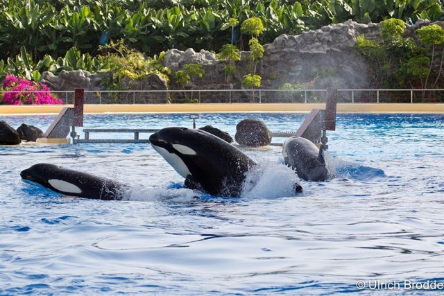Orcas en Loro Parque