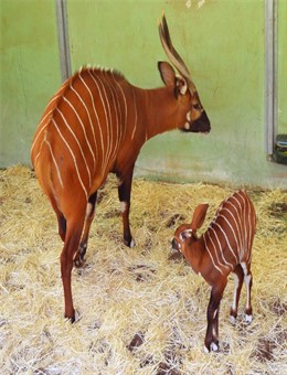 Cria de bongo con su madre en BIOPARC