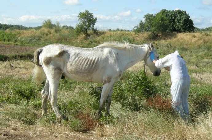 Caballo abandonado en Azagra.
