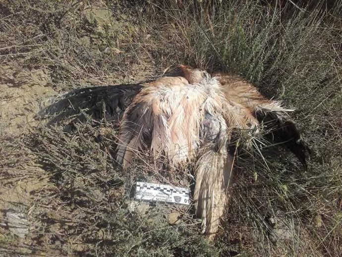 Alimoche envenenado.