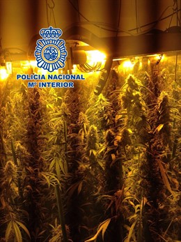 Marihuana intervenida por la Policía Nacional