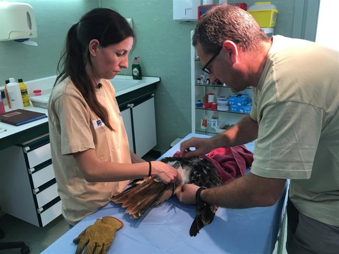 Proyecto pionero de marcaje inocuo de rapaces amenazadas